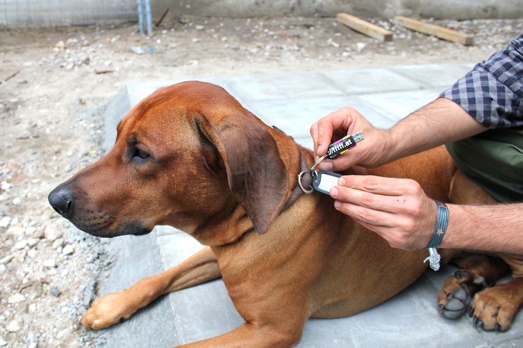 Dog