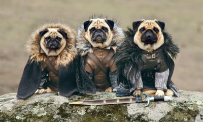 cute pugs game of thrones pugs of westeros 1