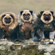 cute pugs game of thrones pugs of westeros 1