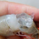 Gelatin-injected Prawn Reportedly Found In China Market - World Of Buzz 4