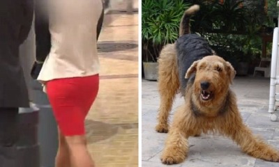 22 Year Old Girl Regrets Performing Sexual Acts With Dog To Please Lover From Craigslist - WORLD OF BUZZ