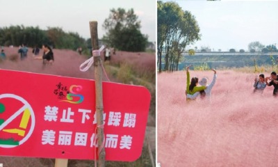 featured pink meadows