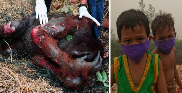 orang utan1