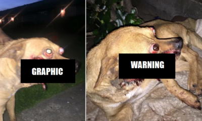 Poor Dog Has Its Face Torn After People Put Firecracker Inside Its Mouth - World Of Buzz