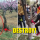 Chinese People Destroy Cherry Blossom Trees Just To Take The Perfect Selfie - World Of Buzz 1