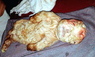 Goat Gave Birth in Johor but What Came Out of its Womb Shocked the Keepers - World Of Buzz