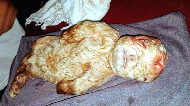 Goat Gave Birth in Johor but What Came Out of its Womb Shocked the Keepers - World Of Buzz