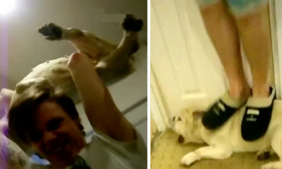 Shocking Moment When Owners Abused Pet Dog Including Throwing It Down the Stairs - World Of Buzz