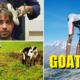 Here's Why I Gave Up My Life in London To Become A Goat in Switzerland - World Of Buzz