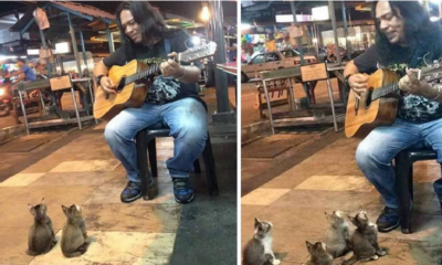 Malaysian Street Performer Goes Viral After Attracting Kittens With His Music - World Of Buzz 3