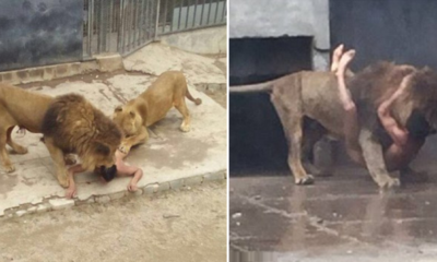 Man Strips Naked And Breaks Into Lion Cage In a Suicide Attempt - World Of Buzz