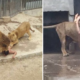Man Strips Naked And Breaks Into Lion Cage In a Suicide Attempt - World Of Buzz