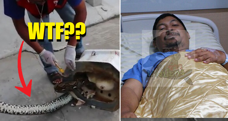 Thai Man's Genitals Gets Bitten by Python As He Was Using the Toilet - World Of Buzz 2