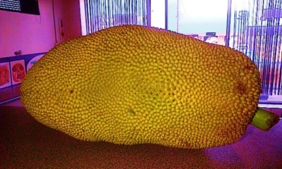 Westerners Just Discovered Jackfruit and Are Going Crazy Over It, Malaysians Not Amused - World Of Buzz