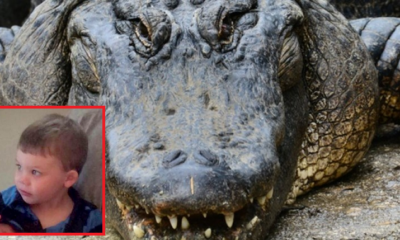 Alligator Grabs 2 Year-Old Child into Water at Disney World - World Of Buzz 1