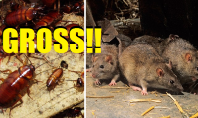 Careful Where You Eat in KL, Rat Poop and Cockroach Eggs found in 23 Restaurants - World Of Buzz