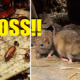 Careful Where You Eat in KL, Rat Poop and Cockroach Eggs found in 23 Restaurants - World Of Buzz