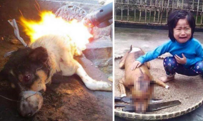 Finally, Yulin Government Cracksdown on Controversial Dog Meat Festival - World Of Buzz