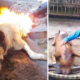 Finally, Yulin Government Cracksdown on Controversial Dog Meat Festival - World Of Buzz