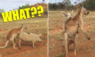 Researcher Stumbles Upon a Kangaroo and a Pig...Getting Hot and Heavy??? - World Of Buzz 3
