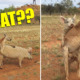 Researcher Stumbles Upon a Kangaroo and a Pig...Getting Hot and Heavy??? - World Of Buzz 3