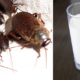 Cockroach Milk Is SO Rich in Protein, Could Potentially Be The Next Superfood - World Of Buzz 1