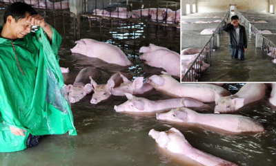 Distraught Farmer Tearfully Bids Farewell To His 6000 Pigs As Floodwaters Rise - World Of Buzz