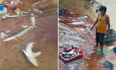 Govt. Not Able to do Anything to Stop Shark Slaughters in Sabah - World Of Buzz 10