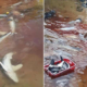 Govt. Not Able to do Anything to Stop Shark Slaughters in Sabah - World Of Buzz 10