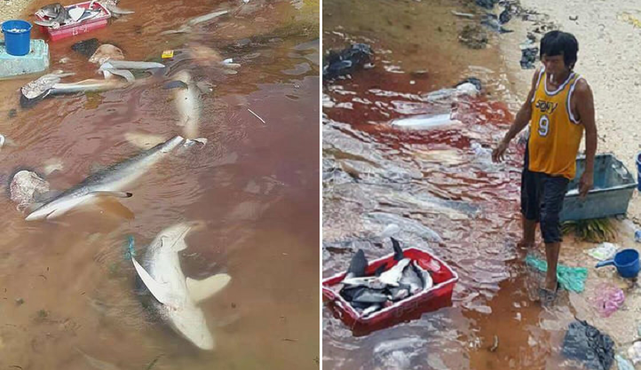 Govt. Not Able to do Anything to Stop Shark Slaughters in Sabah - World Of Buzz 10