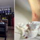 Moviegoer in GSC Malacca Receives Shock of His Life When His Foot Was Bitten By a Rat - World Of Buzz 1