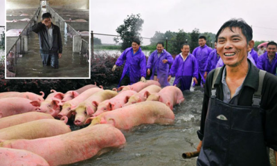 Remember the Distraught Farmer and His Trapped Pigs? Well, He Rescued Them For Their Bacon! - World Of Buzz