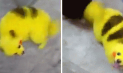 Taking it a bit too far, Pokemon fan turns their dog into Pikachu - World Of Buzz 9