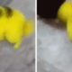 Taking it a bit too far, Pokemon fan turns their dog into Pikachu - World Of Buzz 9