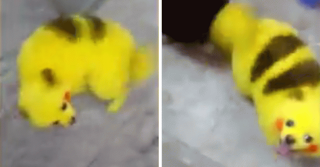 Taking it a bit too far, Pokemon fan turns their dog into Pikachu - World Of Buzz 9