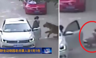 Video Captures Horrifying Moment When Tiger Drags Woman Away Before Mauling Her To Death - World Of Buzz