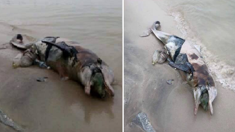 A Carcass Of A Dolphin Filled With Rubbish Washed Up On Shores Of Penang Reminding Us What Happens When We Litter - World Of Buzz 3