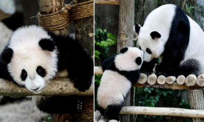 It's Time To Bid Our Beloved Baby Panda At Zoo Negara Farewell As Nuan Nuan Is Not To Stay In Malaysia After Next Year - World Of Buzz