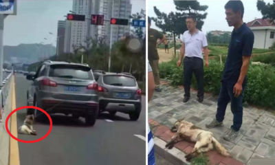 Owner tied Dog behind car and Dragged it to Death - World Of Buzz 5
