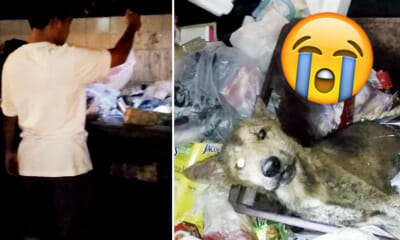 Shocking Act of Cruelty As Old Dog Found Whimpering In Pain As He's Left Abandoned For Good in Dumpsters in Sabah - World Of Buzz 2