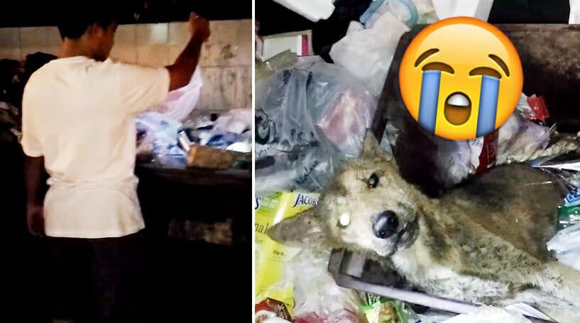 Shocking Act of Cruelty As Old Dog Found Whimpering In Pain As He's Left Abandoned For Good in Dumpsters in Sabah - World Of Buzz 2