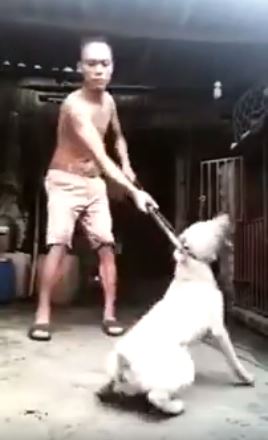 Dog-2