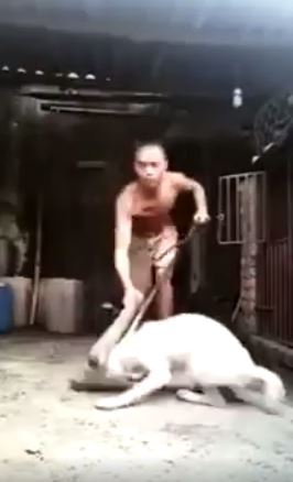 Dog-3