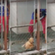 Viral Video Captures Woman In Johor Using Rotan On Her Dog As It Whimpers In Pain - World Of Buzz 7