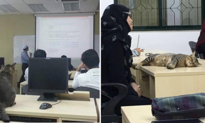 Cat Randomly Joins A Class in Malaysian University and It Quickly Went Viral - World Of Buzz 3