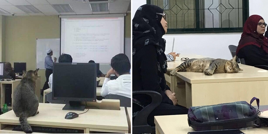 Cat Randomly Joins A Class in Malaysian University and It Quickly Went Viral - World Of Buzz 3