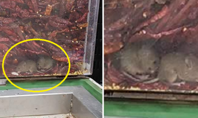 Netizens Are Completely Disgusted By Vermin Found In Supermarket's Chili Tanks - World Of Buzz 1