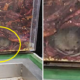 Netizens Are Completely Disgusted By Vermin Found In Supermarket's Chili Tanks - World Of Buzz 1