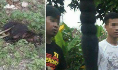 Netizens Outraged At Two Teenage Boys Who Beat Little Puppy To Death - World Of Buzz 4