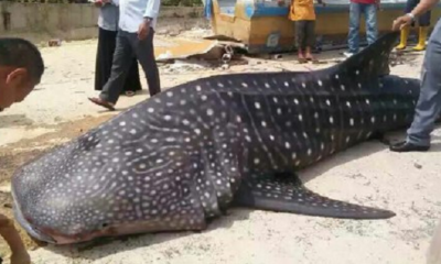 A Whale Shark at the Shores of Malacca?! - World Of Buzz 4